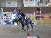 Springpferd Hardy A (Belgisches Warmblut, 2007, von Winningmood van de Arenberg)