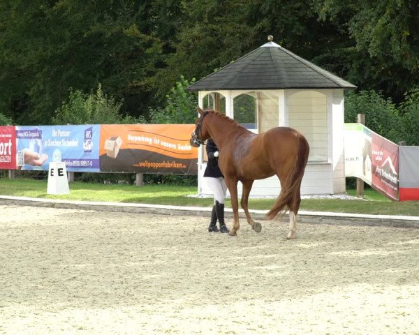Reitturnier Hof Bettenrode 2020