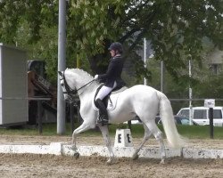 dressage horse Tagus Corona (Lusitano, 2000)