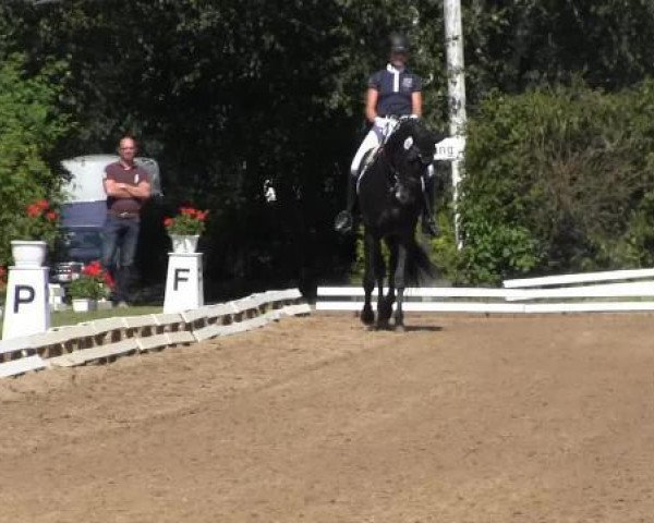 dressage horse Agathon 14 (Trakehner, 2006, from Buddenbrock)