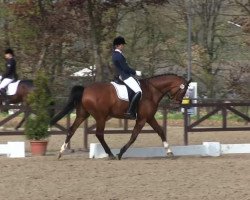 dressage horse Bel Air Fley (Westphalian, 2009, from Belissimo NRW)