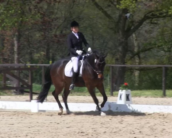 dressage horse Solero 76 (Westphalian, 2009, from Sandro Hit)