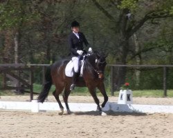 dressage horse Solero 76 (Westphalian, 2009, from Sandro Hit)