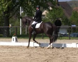 dressage horse Dream A Dream (Hanoverian, 2009, from Diamond Hit)