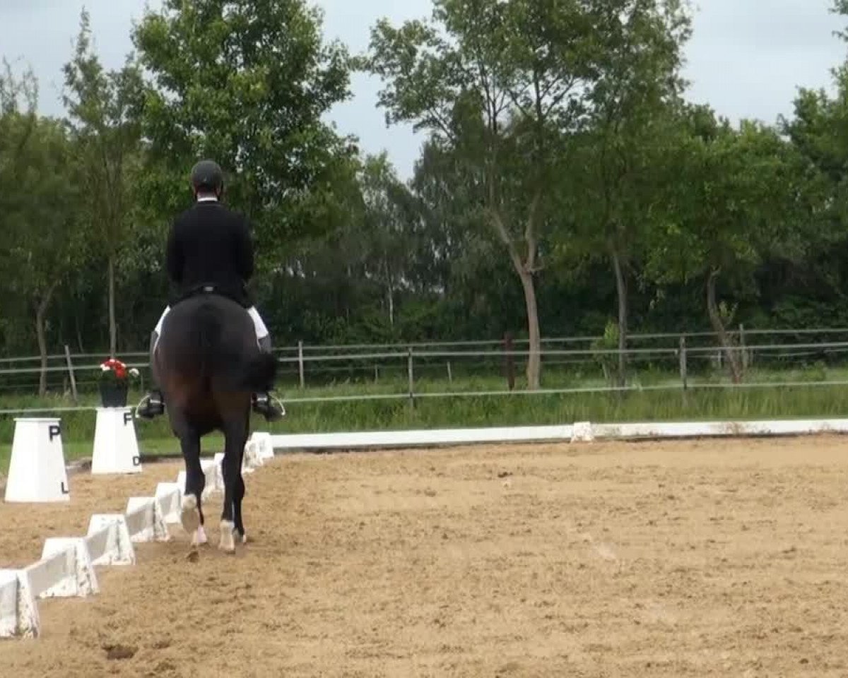 dressage horse First Class L (Hanoverian, 2009, from Fidertanz)