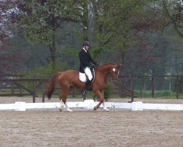 dressage horse Remember Me 73 (Hanoverian, 2008, from Rotspon)