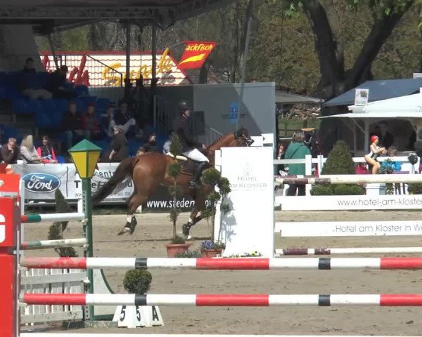 dressage horse Coleur Queen (Westphalian,  , from Coleur Rubin)