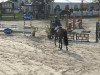 jumper Bandura H (German Warmblood, 2009, from Balzaci)