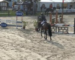 jumper Bandura H (German Warmblood, 2009, from Balzaci)