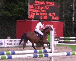 Springpferd Gilion PKZ (Belgisches Warmblut, 2006, von Pkz Contact van de Heffinck)