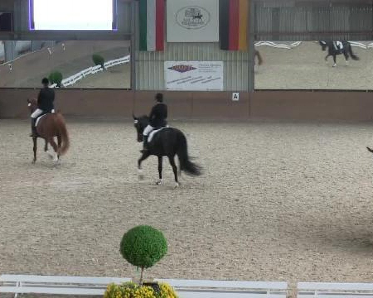 dressage horse Duala 20 (Oldenburg, 2005, from Danone 4)