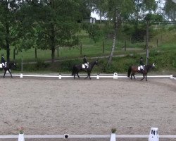 dressage horse Pascavallo (Westphalian, 2006, from Pascavello)