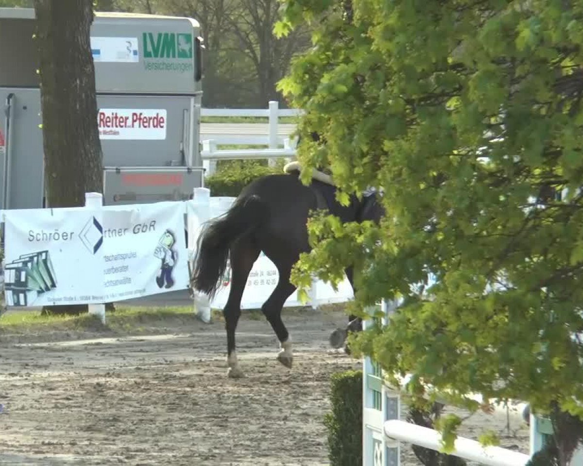 jumper Internationale (unknown, 2008, from Indoctro)