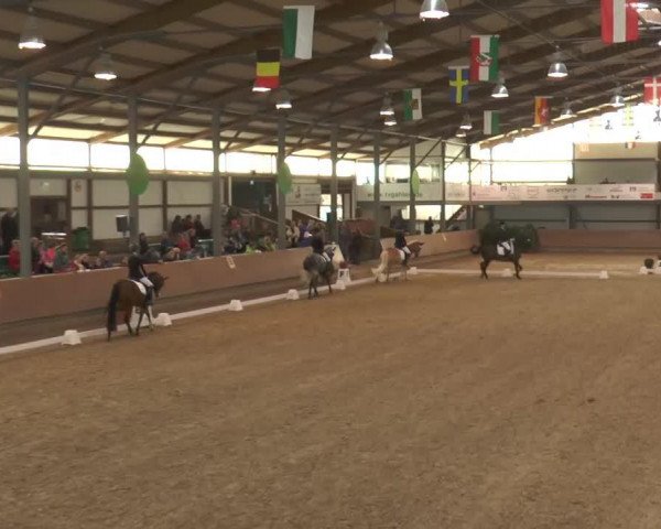 jumper Momo 474 (German Riding Pony, 2009, from The Braes My Mobility)