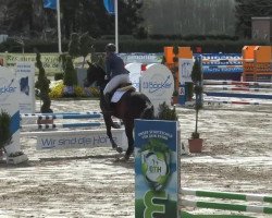 Springpferd Bofey Click (Schwedisches Warmblut, 2009)