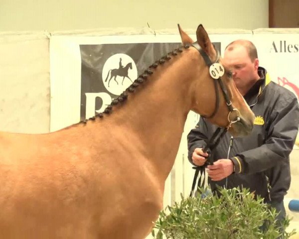 Dressurpferd Dorado DE (Deutsches Reitpony, 2011, von FS Don't Worry)