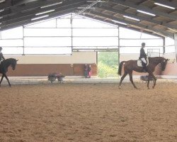 dressage horse Rubin Star 4 (Westphalian, 2009, from Rubitano)