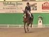 dressage horse Pie (Hanoverian, 2002, from Worldly I)