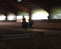 dressage horse Sansibar 113 (Hanoverian, 2009, from Sir Donnerhall I)