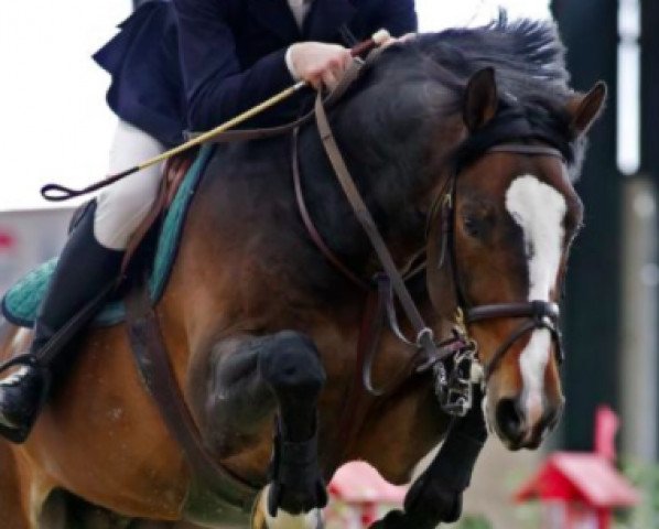 stallion Quintessence van de Laarse Heide (Zangersheide riding horse, 2000, from Quidam de Revel)