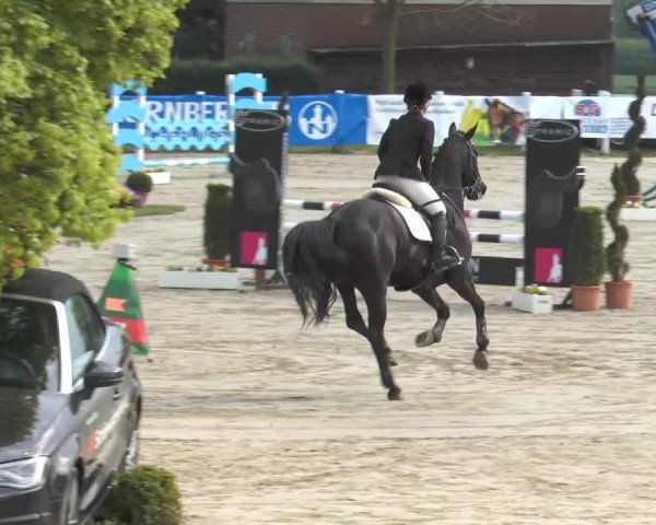 Springpferd St. Axel Rose (Finnisches Warmblut, 2004)