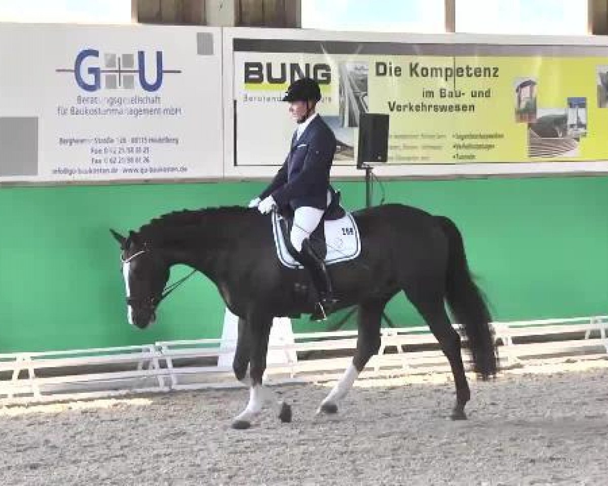 dressage horse Brilan 3 (Swedish Warmblood, 2008)