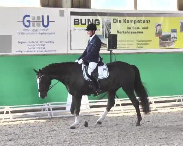 dressage horse Brilan 3 (Swedish Warmblood, 2008)