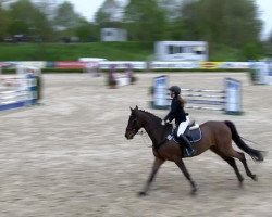 jumper Cardhu 6 (Hanoverian, 2009, from Carry Gold)