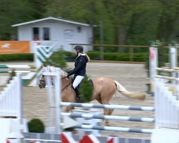 stallion Dragonfly 4 (German Riding Pony, 2009, from Dior)