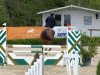 jumper Chin Chin 38 (Oldenburg show jumper, 2008, from Chintan)