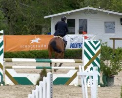 jumper Chin Chin 38 (Oldenburg show jumper, 2008, from Chintan)