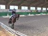 dressage horse Fiji (KWPN (Royal Dutch Sporthorse), 2008, from Florencio I)