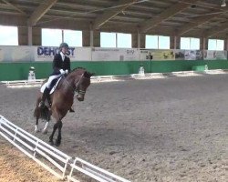 dressage horse Fiji (KWPN (Royal Dutch Sporthorse), 2008, from Florencio I)