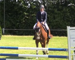 jumper Viel Glück 2 (Hanoverian, 2010, from Valentino)