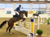 jumper Larinue (Belgian Warmblood, 2008, from Tailormade Lawito)