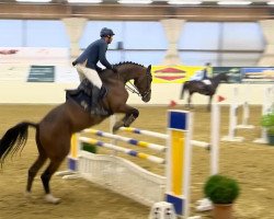 jumper Larinue (Belgian Warmblood, 2008, from Tailormade Lawito)