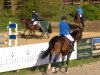 jumper Centender 2 (Oldenburg show jumper, 2010, from Centadel)