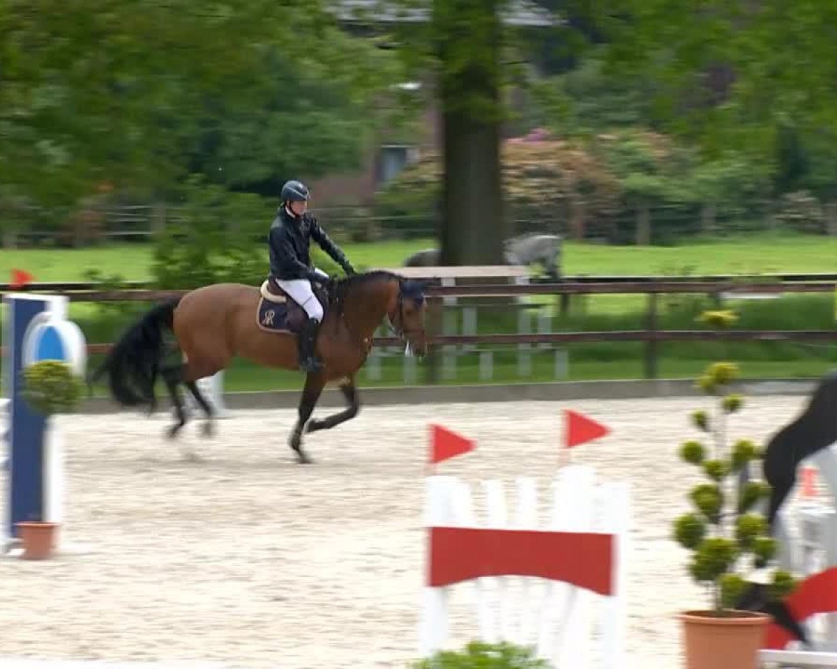 Deckhengst Contento 16 (Holsteiner, 2010, von Contender)