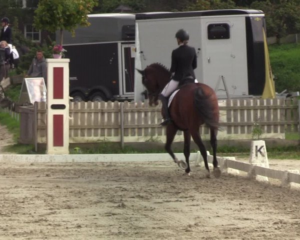 Reitturnier Schülp / Rendsburg 2020