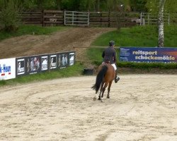 horse Cinema M (Oldenburg show jumper, 2009, from Casinos)