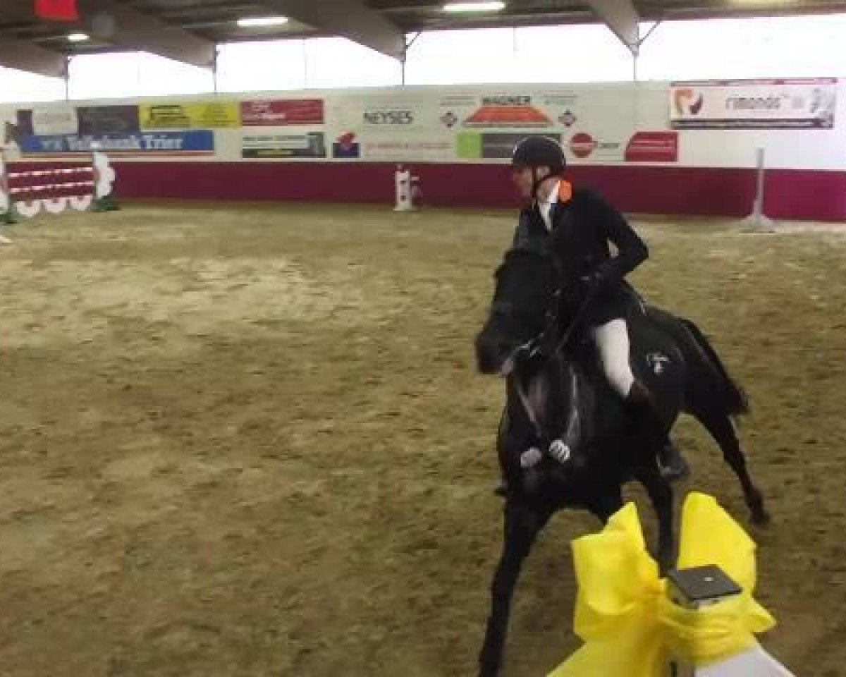 broodmare Alouette de Bellerose (Belgium Sporthorse, 2006, from Tenor Manciais)
