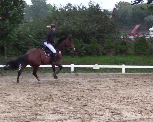 Reitturnier Behrendorf 2020
