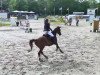 jumper Traviata de Sohan (Belgium Sporthorse, 2003, from Warkando Wonderboy)