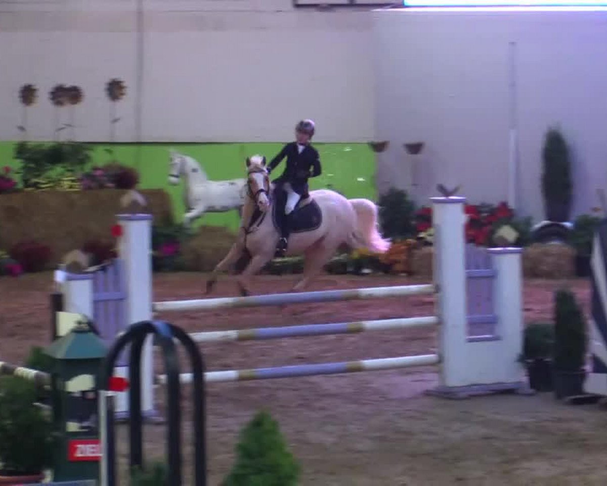 jumper Dries 5 (Pony without race description, 2008)