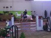 jumper Dries 5 (Pony without race description, 2008)