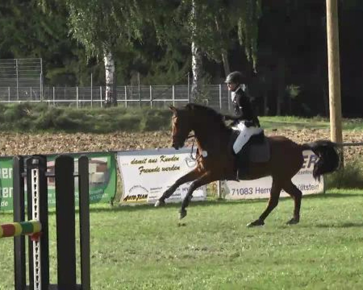 jumper Anaconda 50 (Oldenburg, 2006, from Abke 4)
