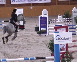 jumper Balu 469 (Danish Warmblood, 2002, from Carano)