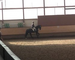 dressage horse Saphir (Oldenburg, 2008, from San Remo)