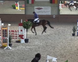 jumper Lynley 3 (Hanoverian, 2008, from Hh Linton)