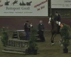 dressage horse Denver 209 (Oldenburg, 2004, from De Niro)